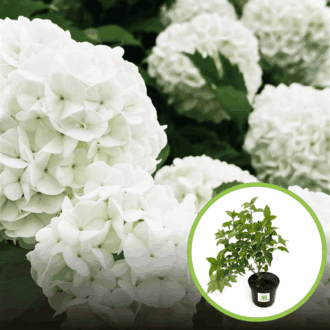 Hortensja bukietowa 'Silver Dollar' Hydrangea paniculata 'Silver Dollar' 1