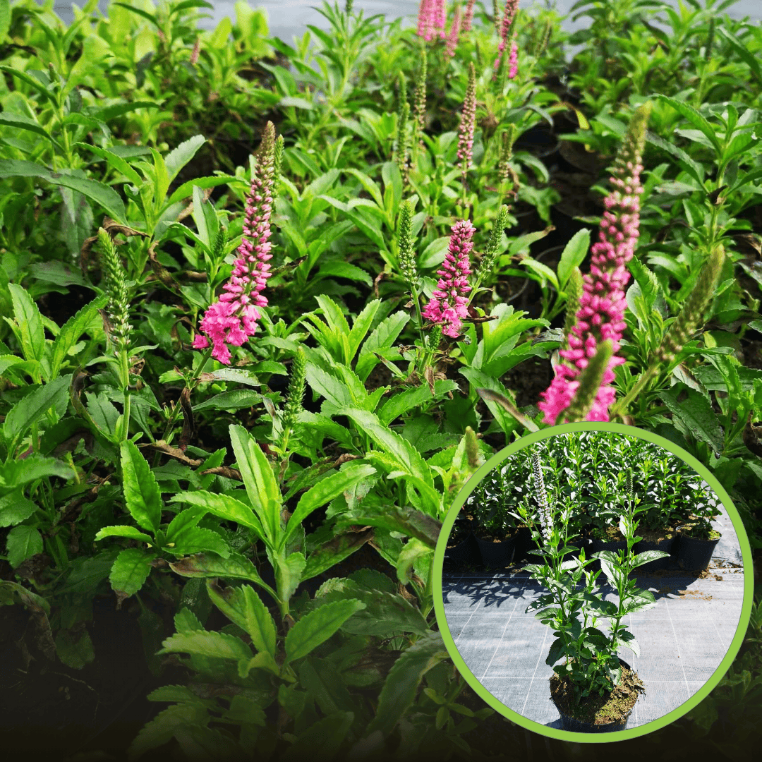 Przetacznik długolistny FIRST CHOICE - różowe kłosy Veronica officinalis 'First Choice' 1