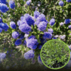 Prusznik niebieski 'Blue Mound' - niebieskie puszyste kwiaty Ceanothus 'Blue Mound' 1