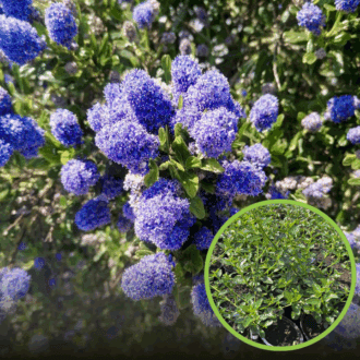 Prusznik niebieski 'Blue Mound' - niebieskie puszyste kwiaty Ceanothus 'Blue Mound' 1