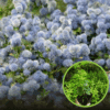 Prusznik płożący (Ceanothus thyrsiflorus repens) UNIKAT Ceanothus 'Repens' P9 1
