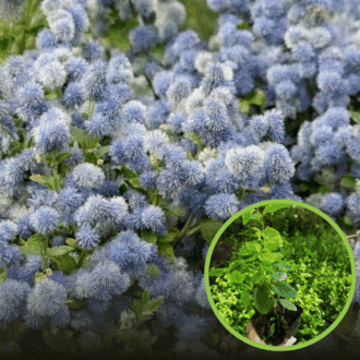 Prusznik płożący (Ceanothus thyrsiflorus repens) UNIKAT Ceanothus 'Repens' P9 1