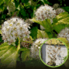 Pęcherznica kalinolistna 'Magic Ball' kolorowe liście Physocarpus opulifolius " Magic Ball" 1