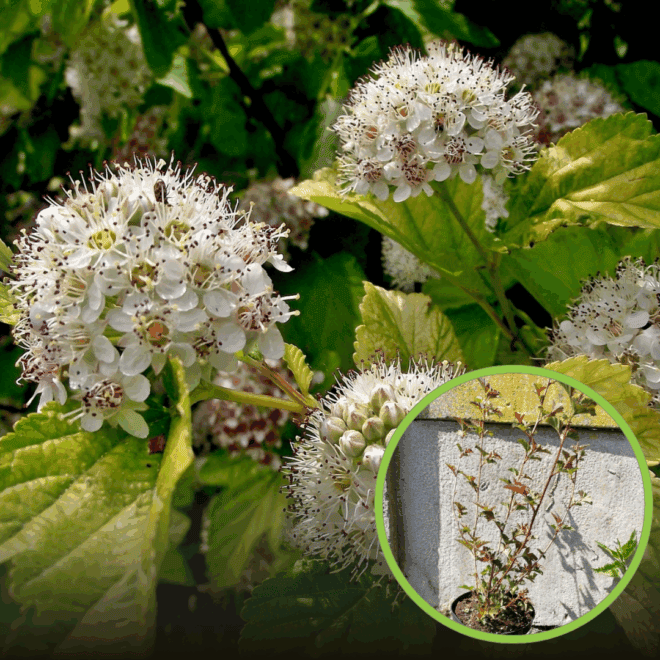 Pęcherznica kalinolistna 'Magic Ball' kolorowe liście Physocarpus opulifolius " Magic Ball" 1