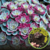 Rozchodnik Purpureum- sukulent na skalniak Sedum Purpureum 1