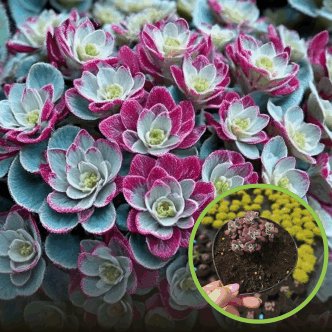 Rozchodnik Purpureum- sukulent na skalniak Sedum Purpureum 1