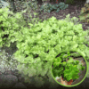Żurawka Heuchera Rex™ Lime - Zielone liście białe kwiaty Heuchera Rex™ Lime 1