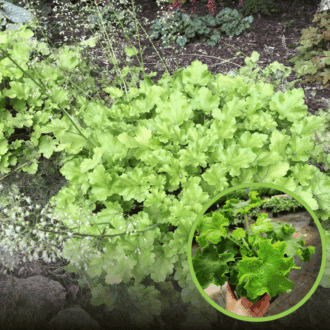 Żurawka Heuchera Rex™ Lime - Zielone liście białe kwiaty Heuchera Rex™ Lime 1