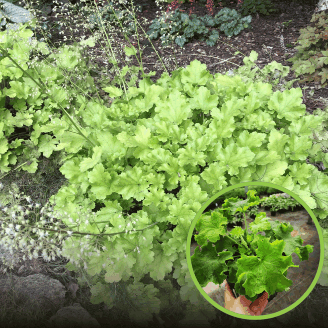 Żurawka Heuchera Rex™ Lime - Zielone liście białe kwiaty Heuchera Rex™ Lime 1