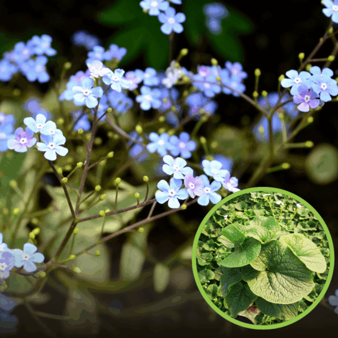 Brunera Wielkolistna - piękna cieniolubna bylina Brunnera macrophylla 1