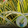 Turzyca VANILLA ICE - piękna i kompaktowa DWUKOLOROWA Carex japonica 'Vanille ice' 1