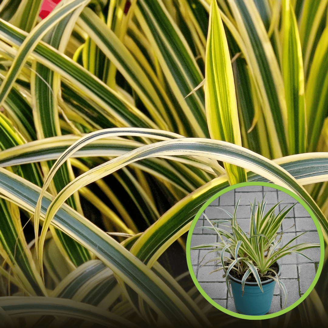 Turzyca VANILLA ICE - piękna i kompaktowa DWUKOLOROWA Carex japonica 'Vanille ice' 1
