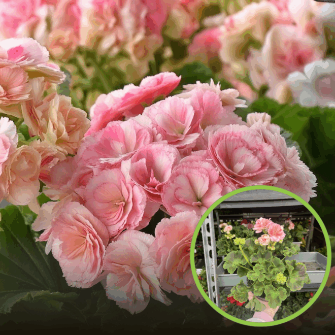 Pelargonia różana ROSEBUD ASTRID - rarytas, jak róże 1