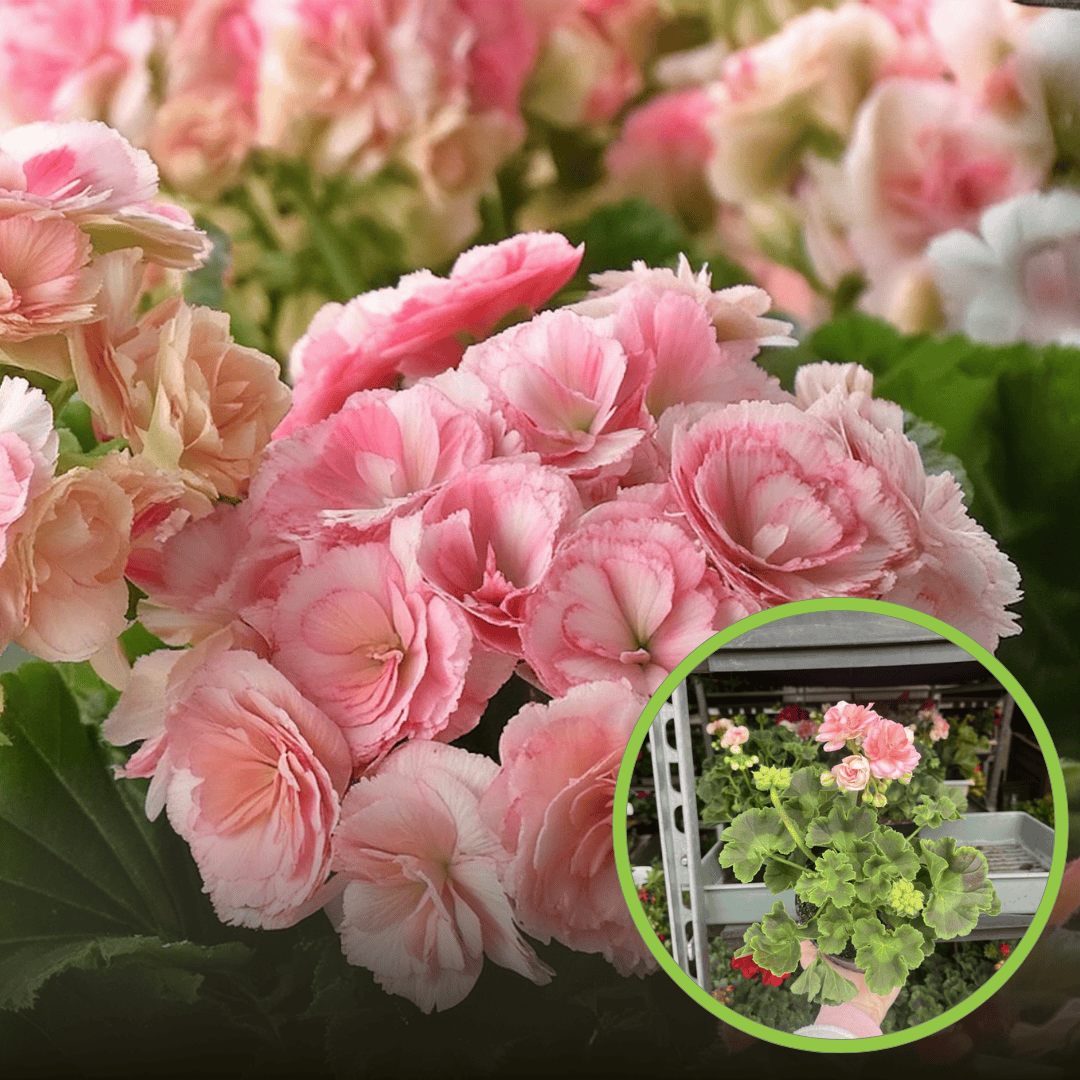 Pelargonia różana ROSEBUD ASTRID