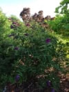Budleja Dawida /Motyli krzew BLACK KNIGHT -Fioletowa Budleii davidii 'Black Knight' 4