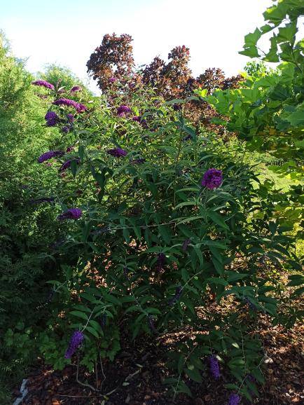 Budleja Dawida /Motyli krzew BLACK KNIGHT -Fioletowa Budleii davidii 'Black Knight' 4
