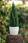 Jałowiec chiński ''Spartan'' Juniperus chinensis "Spartan" 3
