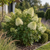 Hortensja bukietowa ''Limelight'' Hydrangea paniculata 'Limelight' 1
