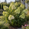 Hortensja bukietowa ''Limelight'' Hydrangea paniculata 'Limelight' 4
