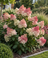 Hortensja bukietowa ''Sundae Fraise'' Hydrangea paniculata 'Sundae Fraise' 4