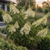 Hortensja bukietowa ''Tardiva'' Hydrangea paniculata 'Tardiva' 3