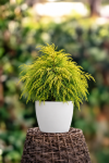 Cyprysik groszkowy ''Filifera Aurea Nana'' Chamaecyparis pisifera 'Filifera Aurea nana 2