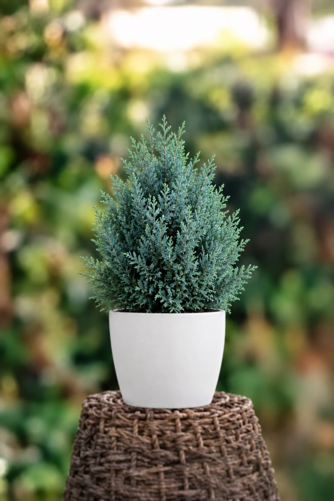 Cyprysik Lawsona ''Minima Glauca'' Chamaecyparis lawsoniana 'Minima Glacua' 4