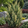 Jałowiec chiński ''Stricta Variegata'' Juniperus Chinensis Stricta Variegata 1