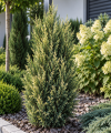 Jałowiec chiński ''Stricta Variegata'' Juniperus Chinensis Stricta Variegata 2