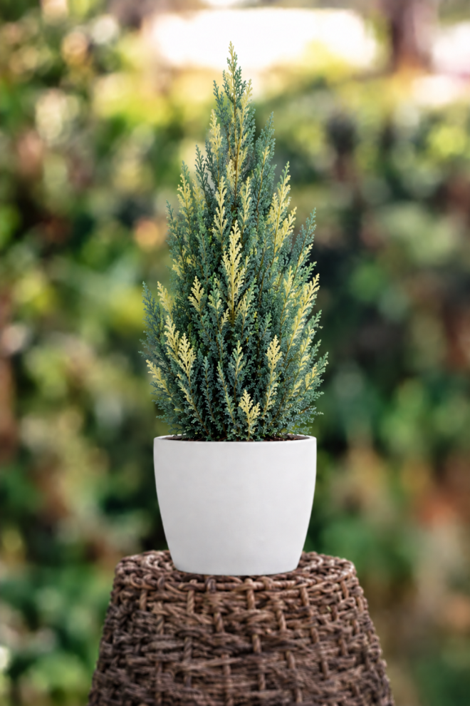 Jałowiec chiński ''Stricta Variegata'' Juniperus Chinensis Stricta Variegata 3