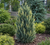Jałowiec chiński ''Stricta Variegata'' Juniperus Chinensis Stricta Variegata 4