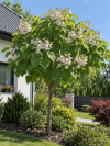 Surmia Zwyczajna Catalpa bignonioides 3
