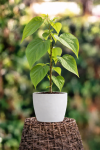 Surmia Zwyczajna Catalpa bignonioides 2