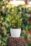 Bukszpan wieczniezielony ''Aureovariegata'' Buxus sempervirens 'Aureovariegata' 5