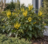 Mahonia pospolita Mahonia aquifolium 1