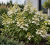 Hortensja bukietowa "Kyushu" Hydrangea paniculata 'Kyushu' 1