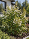 Hortensja bukietowa "Kyushu" Hydrangea paniculata 'Kyushu' 3