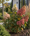 Hortensja bukietowa "Magical flame" Hydrangea paniculata 'Gold Flame' 1