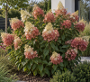 Hortensja bukietowa "Magical flame" Hydrangea paniculata 'Gold Flame' 3