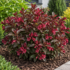 Krzewuszka cudowna ''Bristol Ruby'' Weigela florida 'Bristol ruby' 1
