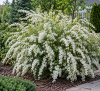 Tawuła szara ''Grefsheim'' Spiraea x cinerea 1