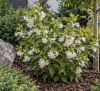 Krzewuszka cudowna ''Alba" Weigela florida 'Alba' 1