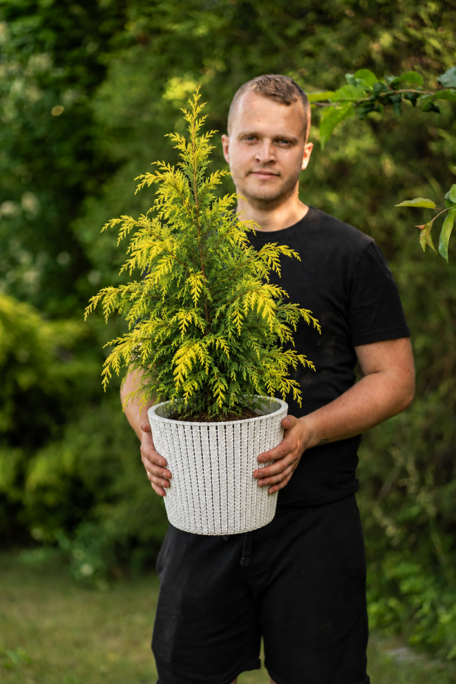 Cyprysik Lawsona ''Stewartii'' Cyprysik Lawsona "Stewartii" 20-35cm c2 (Chamaecyparis Lawsoniana "Stewartii") 3