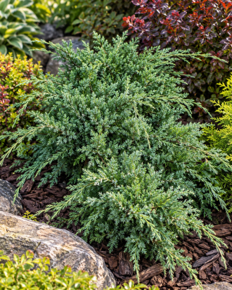 Jałowiec łuskowy ''Holger'' Juniperus squamata Holger 1
