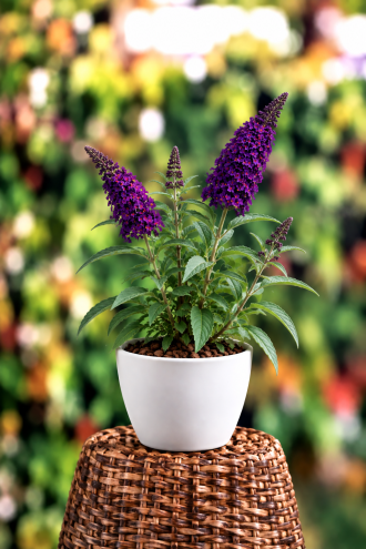 Budleja Davida "Black Kinght" P9 Buddleja davidii 'Black Knight' P9 1