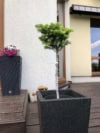 Jodła balsamiczna Picollo szczepiona na pniu Jodła balsamiczna Picollo szczepiona na pniu 1