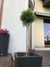 Thuja Smaragd na pniu Thuja Smaragd na pniu 2