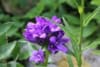 Dzwonek skupiony Dahurica- doskonały do bukietów Campanula glomerata ' Duhurica' 3