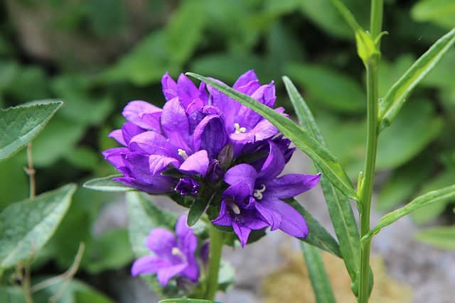 Dzwonek skupiony Dahurica- doskonały do bukietów Campanula glomerata ' Duhurica' 3