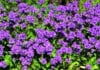 Dzwonek skupiony Dahurica- doskonały do bukietów Campanula glomerata ' Duhurica' 5